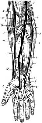 Рис. 222. Нервы плечевого сплетения в области предплечья и кисти. 1 - срединный нерв; 2 - круглый пронатор (отсечен); 3 - локтевой нерв; 4 - глубокий сгибатель пальцев; 5 - передний межкостный нерв; 6 - тыльная ветвь локтевого нерва; 7 - глубокая ветвь локтевого нерва; 8 - поверхностная ветвь локтевого нерва; 9 - мышцы возвышения большого пальца; 10 - квадратный пронатор; 11 - поверхностная ветвь лучевого нерва; 12 - длинный лучевой разгибатель запястья; 13 - поверхностный сгибатель пальцев (отсечен); 14 - плече-лучевая мышца (отсечена); 15 - глубокая ветвь лучевого нерва; 16 - лучевой нерв
