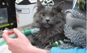 Руководство по анестезии кошек Американской Ассоциации Врачей-Фелинологов