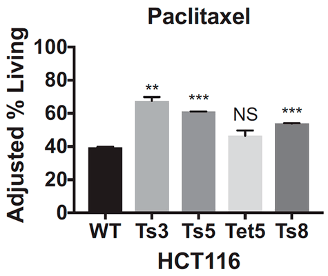 Процент выживших клеток после воздействия паклитакселом