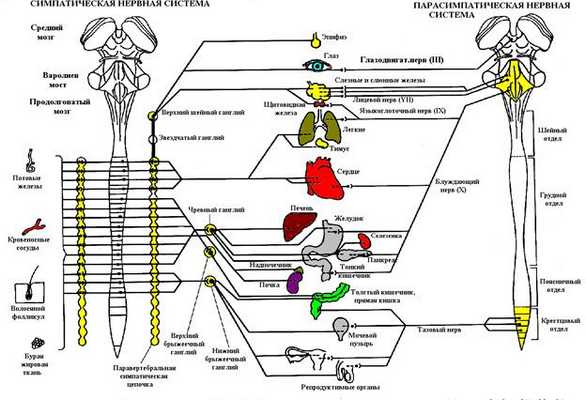 Парасимпатическая нервная система