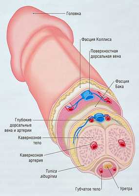 Структура полового члена
