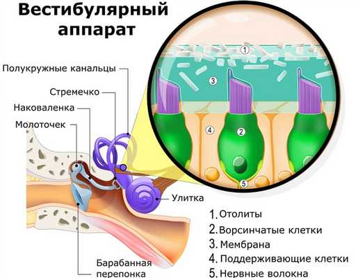 Вестибулярный аппарат