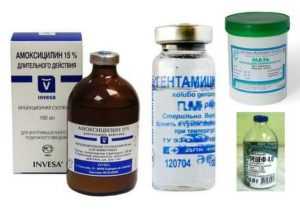 Терапия простуды у кошек - антибиотики