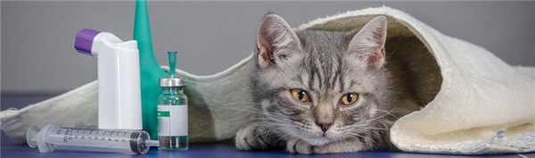 Антибиотики для кошек
