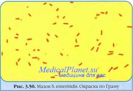 Возбудитель сальмонеллеза