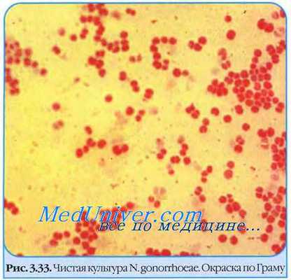 Гонококк (Neisseria gonorrhoeae)