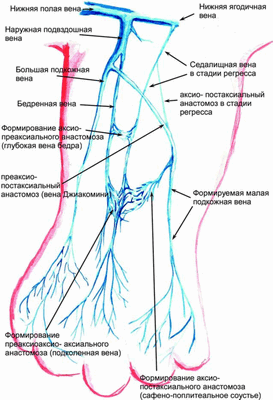 Рис. 1.2. Схема оттока крови на 50-е сутки внутриутробного развития