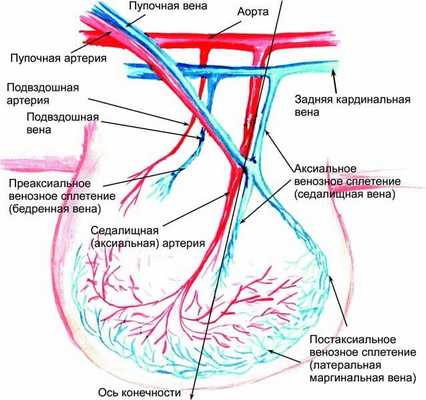Рис. 1.1. Схема кровоснабжения зачатка нижней конечности эмбриона человека