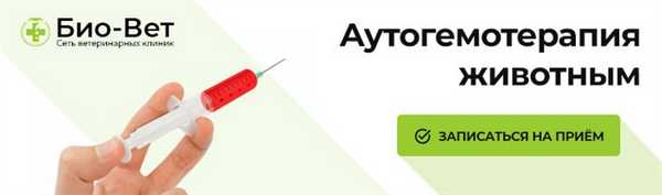 Аутогемотерапия животным