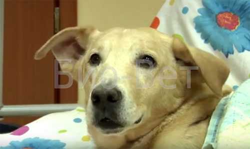 Аутогемотерапия животным