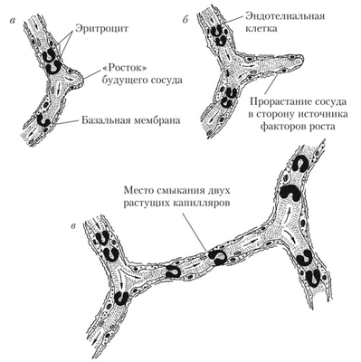 Прорастание нового капилляра (схема)