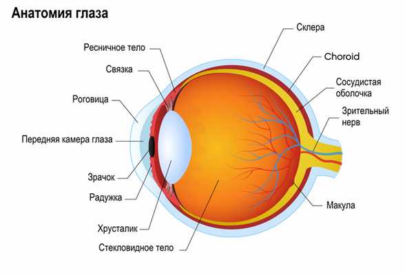 Строение глаза.jpg