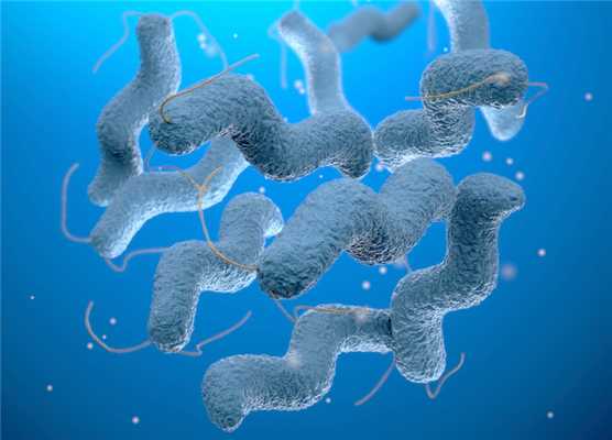 кампилобактерии