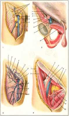 К ст. Бедренный канал, Бедренный нерв, Бедренный треугольник (цветная таблица)