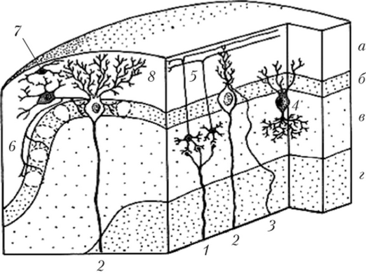 Клеточное строение коры мозжечка