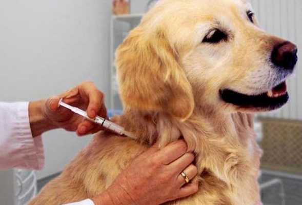 Укол собаке