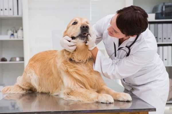 Врач осматривает пса