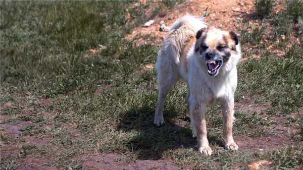 Бешенство у собак, фото