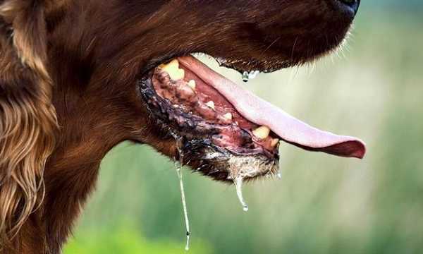 Капает слюна у сбоаки