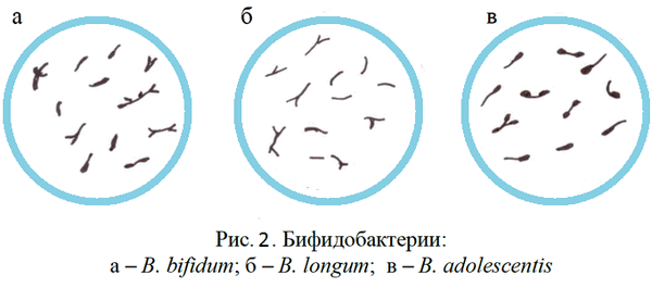 Бифидобактерии