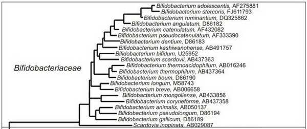 Филогенетическое древо желудочно-кишечного тракта человека, относящегося к Bifidobacteriaceae 