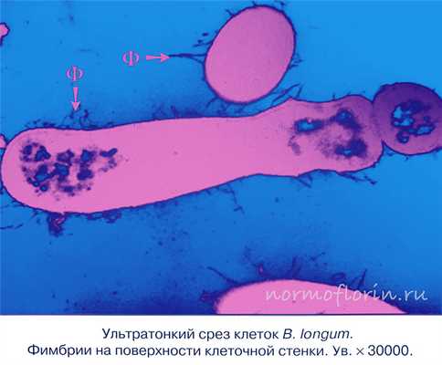 бифидобактерии