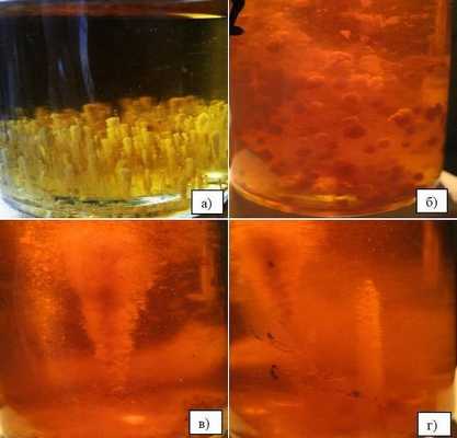 Рис.1. Рост бифидобактерий в полужидкой питательной среде.