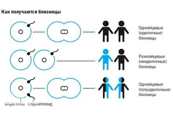 Чем отличаются близнецы от двойняшек