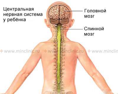 По мере роста человека длина спинного мозга отстаёт от длины окружающего его позвоночника.