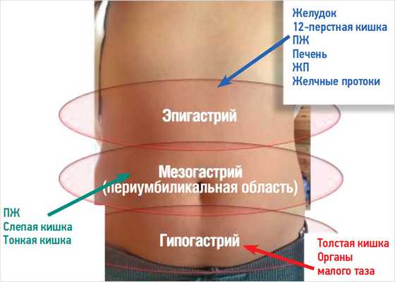 Рисунок 7. Проекция висцеральной боли