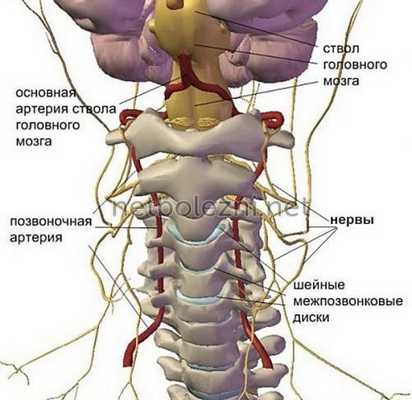 Основные артерии позвоночника