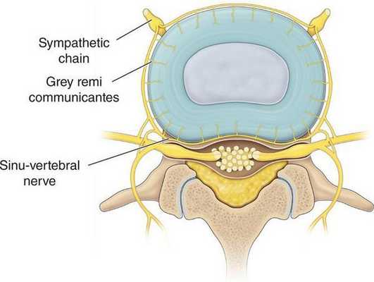 Синувертебральный нерв