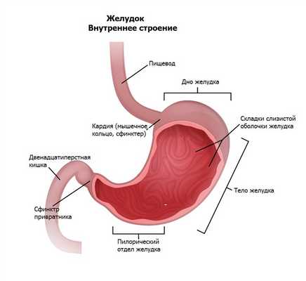 строение желудка.jpg