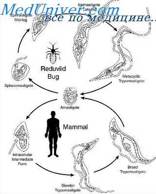 африканский трипаносомоз