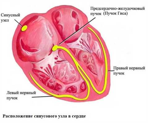 Расположение синусового узла в сердце