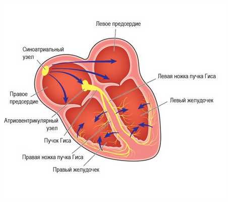 Брадикардия