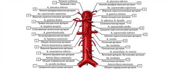 Схема расположения отходящих веток брюшной аорты человека