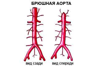 Что такое брюшная аорта человека