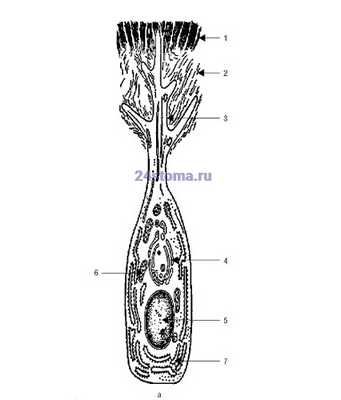 Ультрамикроскопическое строение одонтобласта