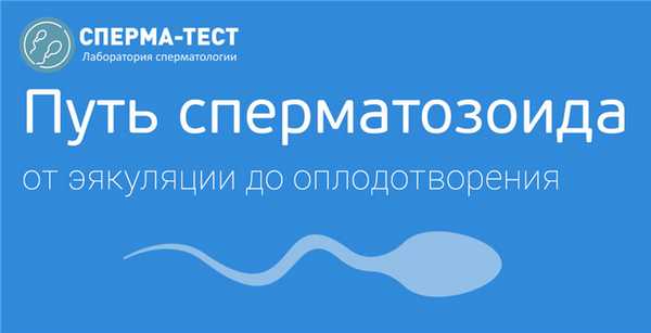 Как сперматозоид добирается до яйцеклетки