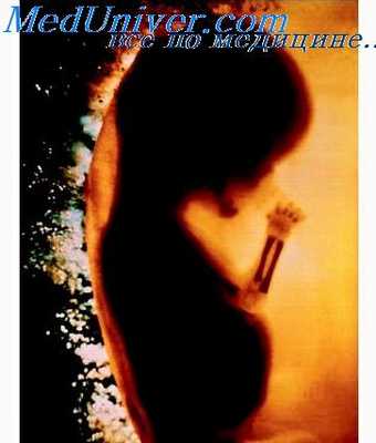 наследственность и гаметогенез