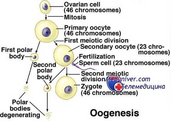 первичные половые клетки