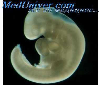 наследственность