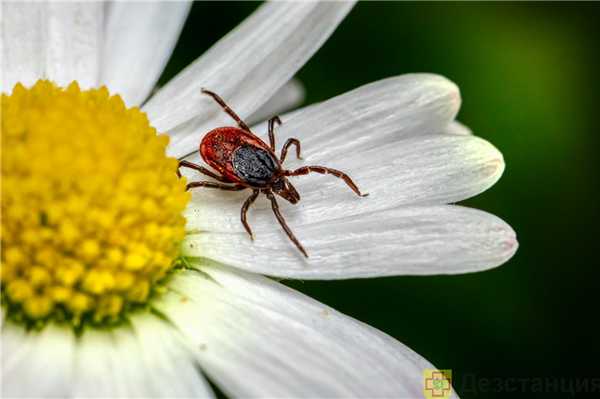 первая помощь при укусе клеща