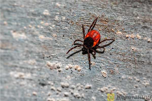 чем опасен клещ