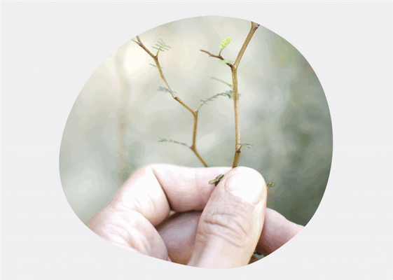 Возможные причины болезни Альцгеймера.png