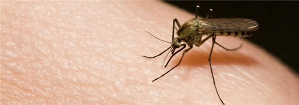 Укусы насекомых