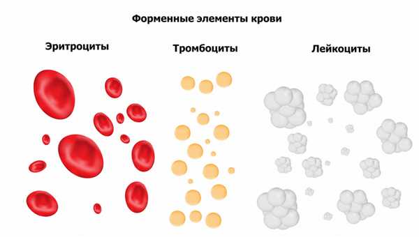 Форменные элементы крови.jpg