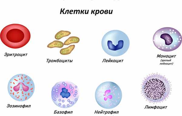 Клетки крови.jpg