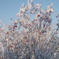 Проект «Волшебная чудо-снежинка»